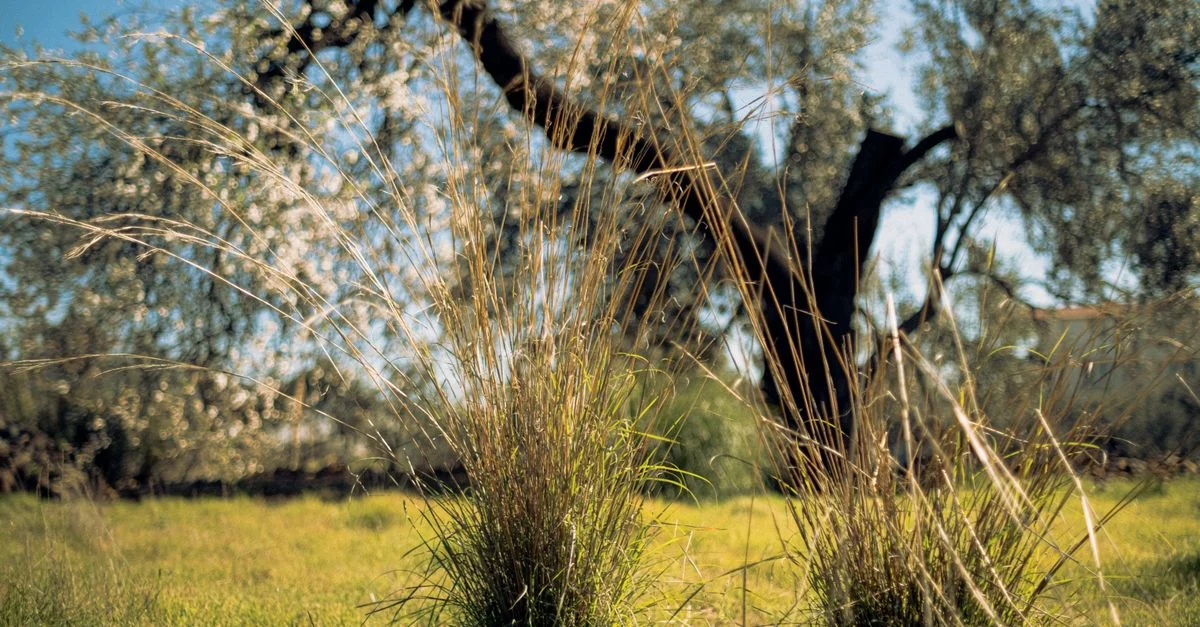 Refonte de site à Grasse